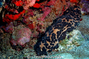 Sea Cucumber....looks like chocolate chips? by Chris Miskavitch 